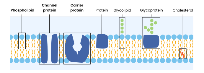 <p><strong>Why do phospholipids form a bilayer?</strong></p>