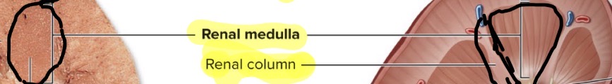 <p>Middle part of renal pyramid</p>