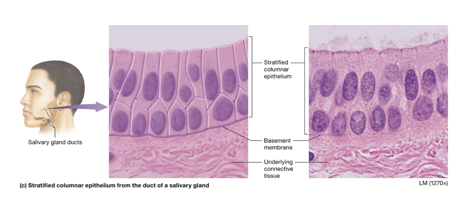 <p>stratified columnar: location</p>