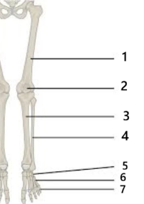 <p>Femur</p>