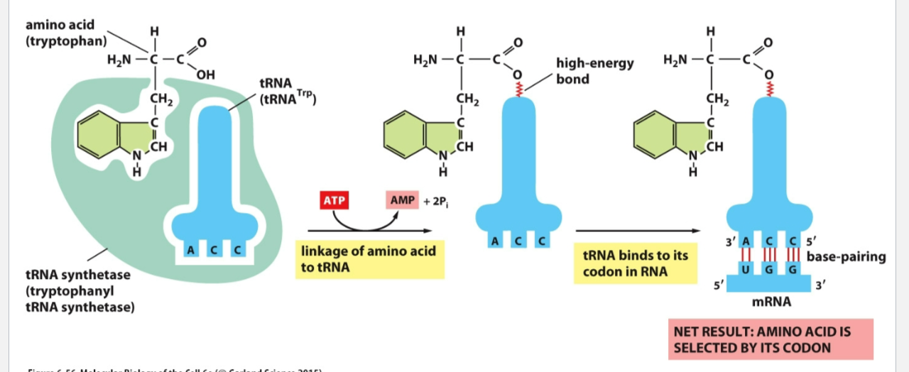 <ul><li><p>On the left, the enzyme <strong>aminoacyl-tRNA synthetase</strong> recognizes:</p><ul><li><p>the correct <strong>amino acid</strong></p></li><li><p>the correct <strong>tRNA</strong></p></li></ul></li></ul><p>In this example, the amino acid is <strong>tryptophan</strong> and the tRNA is <strong>tRNAᵀʳᵖ</strong>.</p><ul><li><p>The enzyme uses <strong>ATP</strong> to help attach tryptophan to the <strong>3′ end of the tRNA</strong>.</p></li><li><p>ATP is converted to <strong>AMP + PPi</strong>.</p></li><li><p>This forms a <strong>high-energy covalent bond</strong> between the amino acid and the tRNA.</p></li></ul><p>Now the tRNA is called a <strong>charged tRNA</strong> or <strong>aminoacyl-tRNA</strong>.</p><p>Then on the right:</p><ul><li><p>The anticodon of the tRNA base-pairs with the matching <strong>mRNA codon</strong></p></li><li><p>Here, the mRNA codon is <strong>UGG</strong></p></li><li><p>UGG codes for <strong>tryptophan</strong></p></li></ul><p></p>