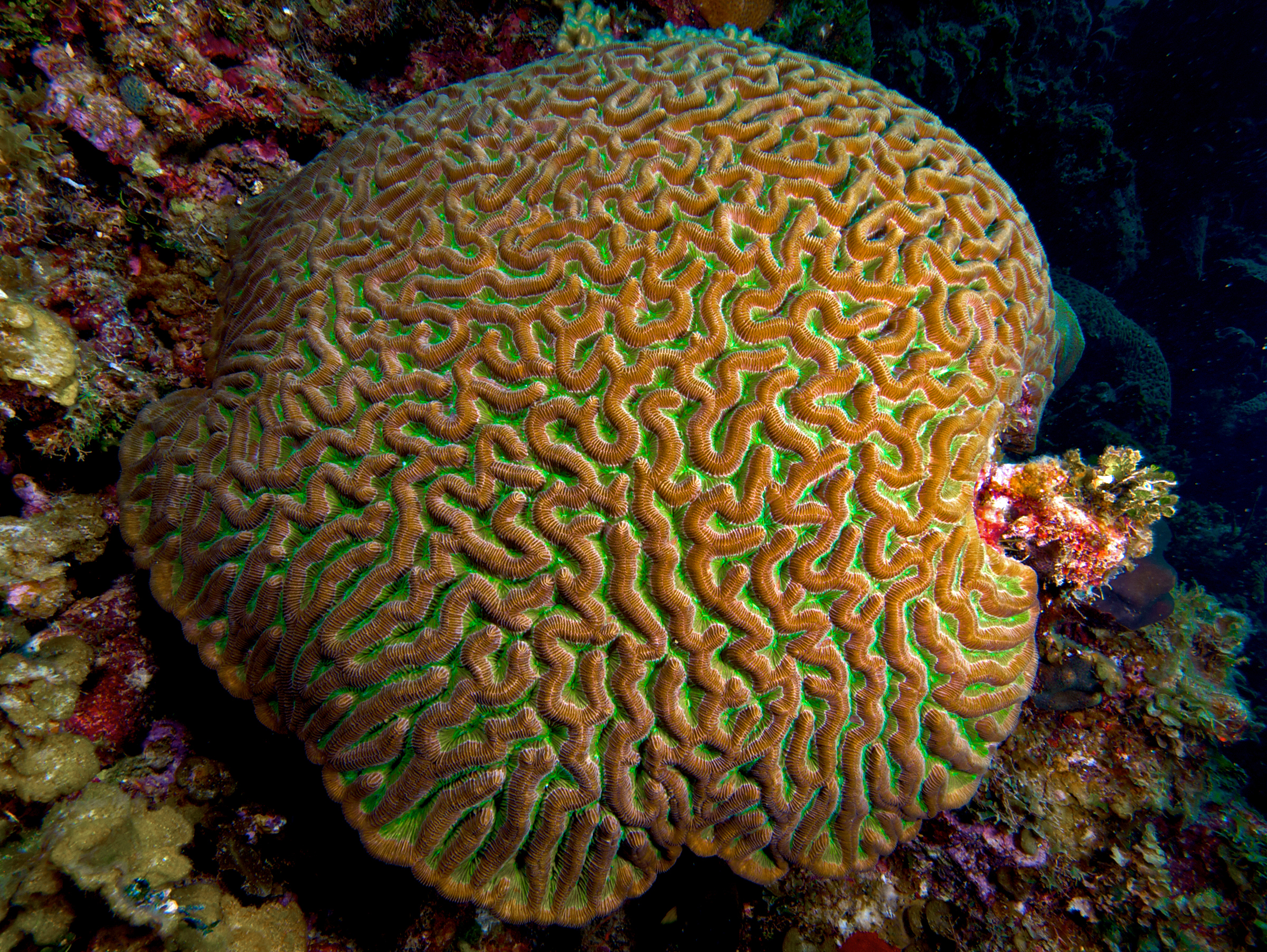 <p>Boulder Brain Coral</p>