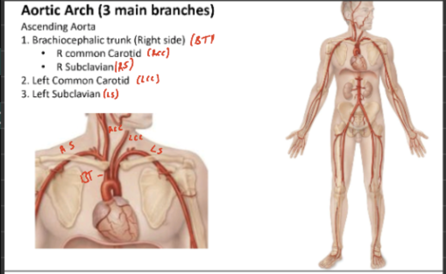 <ul><li><p>Aorta</p><ul><li><p> Ascending Aorta</p></li><li><p>Descending Aorta</p></li><li><p>Aortic arch</p></li></ul></li></ul><p></p>