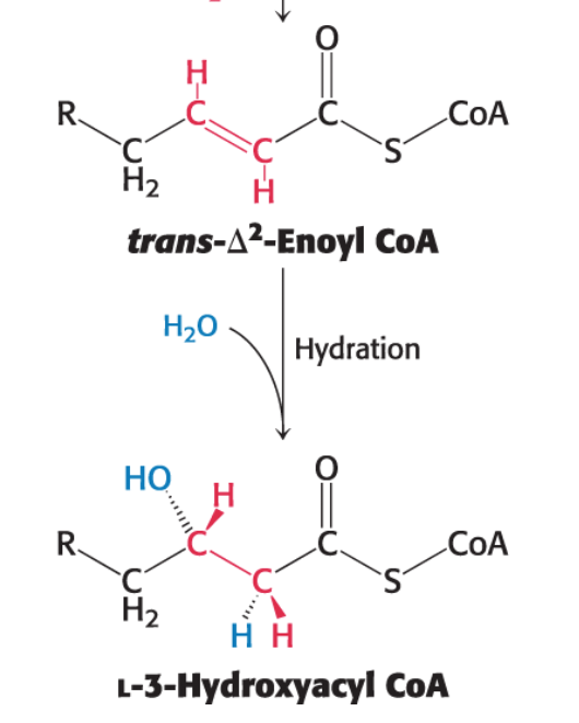<p>The second reaction is the <strong><em>hydration</em> of the newly formed double bond between carbon 2 and carbon 3</strong>.</p><ul><li><p>This reaction is catalyzed by <strong><em>enoyl CoA hydratase</em>.</strong></p></li><li><p>This hydration is <strong><em>stereospecific</em></strong>; only the <em>L isomer</em> of 3-hydroxyacyl CoA is formed.</p></li></ul><p><span>trans-Δ2-Enoyl&nbsp;CoA+H2O→L-3-hydroxyacyl&nbsp;CoA</span></p>