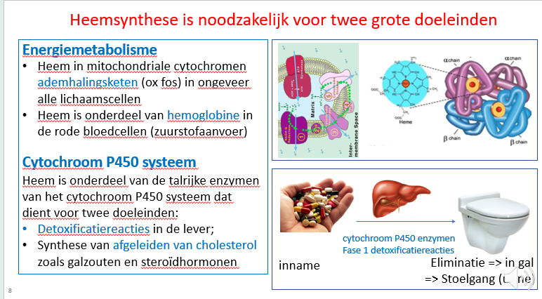 <p><span>Centraal in de tetrapyroolring zit een reactief ijzeratoom.</span></p><p style="text-align: left;"><span>De heemmoleculen zijn dus reactief en worden gebruikt als reactieve groep in veel reacties / metabole pathways.</span></p><p style="text-align: left;"><span>We zien zo ook dat heem bv de reactieve groep is van een aantal complexen in de ademhalingsketen van de binnenste mitochondriale membraan.</span></p>
