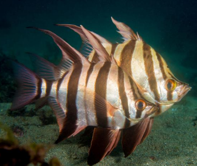 <p>FISHES (Class Actinopterygii) OLD WIFE </p>