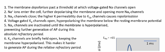<p>The membrane potential can briefly drop below its normal resting level, moving the voltage further away from the threshold needed to fire another action potential — on top of the sodium channels still recovering from inactivation.</p>