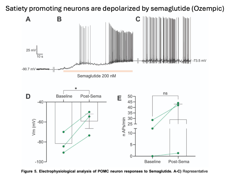 <p>Satiety promoting neurons are depolarized in response to semaglutide (Ozempic)</p><p></p><p>This slide is repeated from the previous lecture. It shows the influence of a GLP1 analog on POMC neurons involved in satiety signaling. Notice that GLP1 receptor activation is having a veery similar influence on these neurons as does leptin!</p>