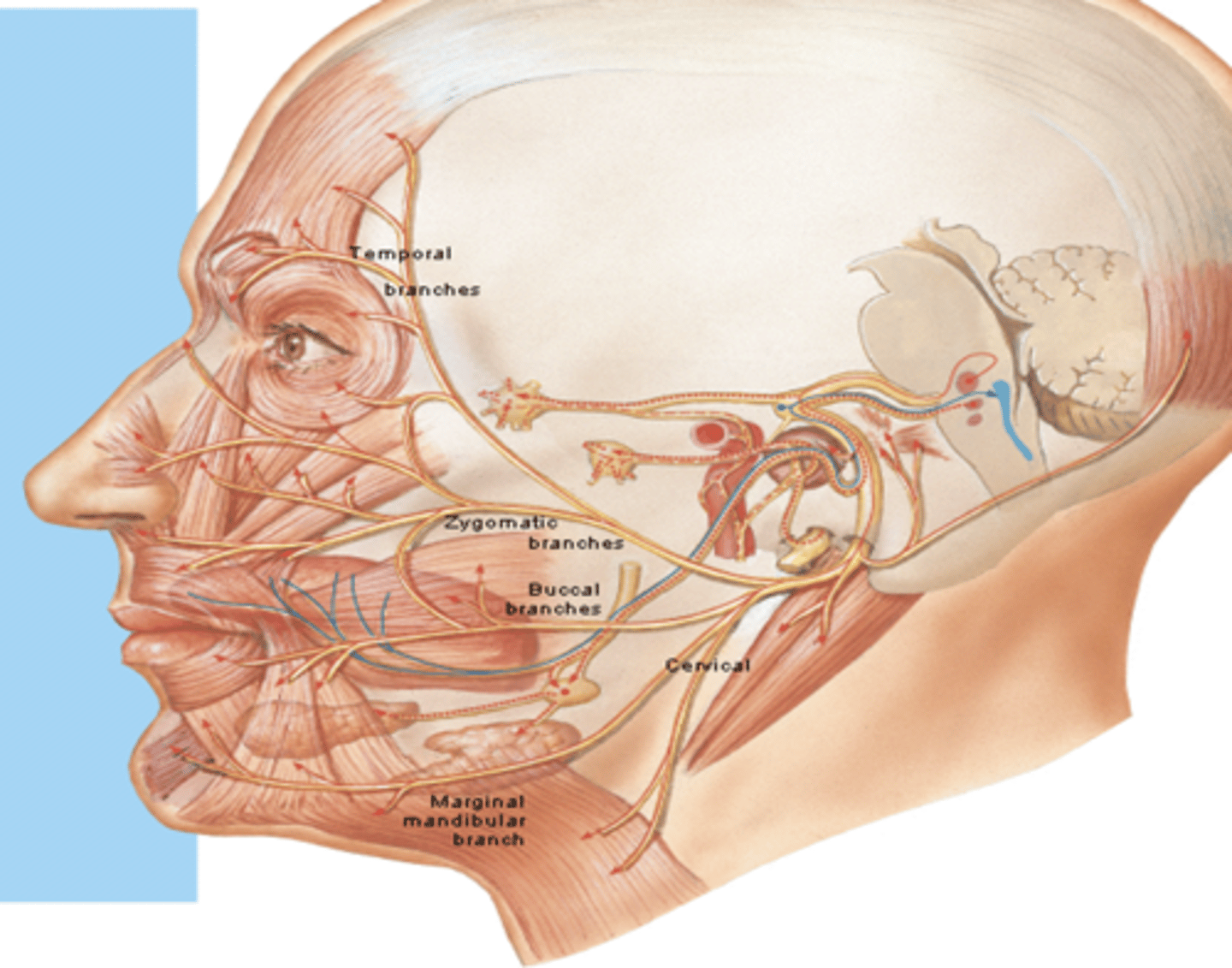 <p>After the CN VII (motor) goes into the parotid gland it splits into 5 branches that innervate muscles of facial expression which include what?</p>
