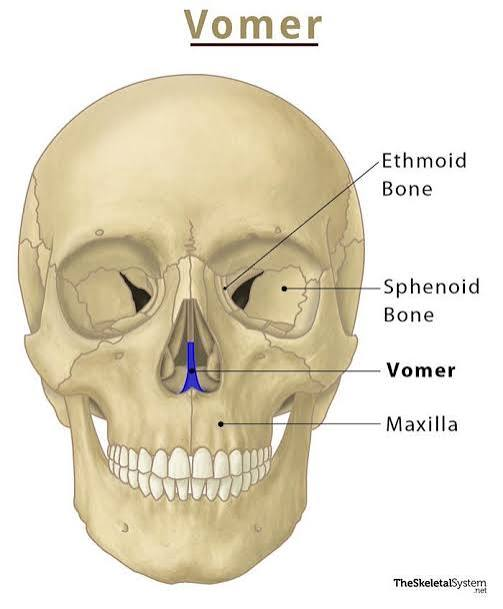 <p>Inferior part of nasal septum. Base</p>