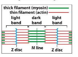 <p>Muskelfibre består af gentagne sarcomerer:</p><ul><li><p><strong>Tynde filamenter</strong> = aktin</p></li><li><p><strong>Tykke filamenter</strong> = myosin</p></li></ul><p>Aktin er forankret i Z-discs, mens myosin ligger centralt omkring M-line.</p><p>Når myosin glider langs aktin, forkortes sarcomeren og musklen kontraherer.</p><p></p><p>Figuren viser også:</p><ul><li><p>mørke bånd = områder med myosin</p></li><li><p>lyse bånd = områder med kun aktin</p></li></ul><p></p>
