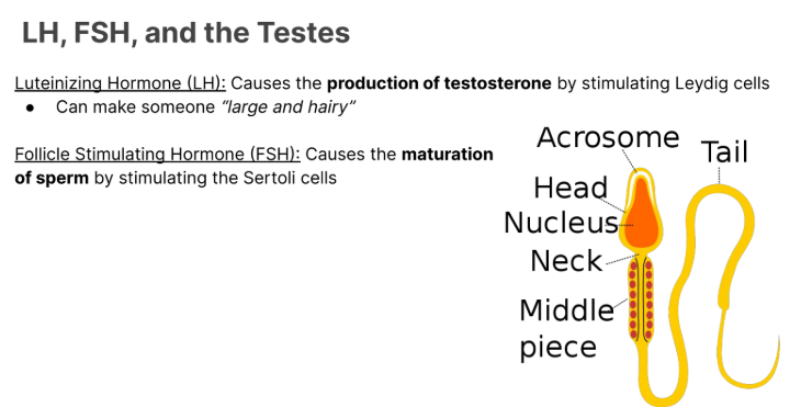<p>Causes the <strong>production of testosterone </strong>by stimulating <strong>Leydig</strong> cells</p><ul><li><p>can make someone large and hairy. </p></li></ul><p></p>