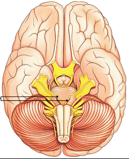 <p><br><span>The sixth cranial nerve. Motor nerves carrying information to the lateral rectus muscles of the eyes </span></p>