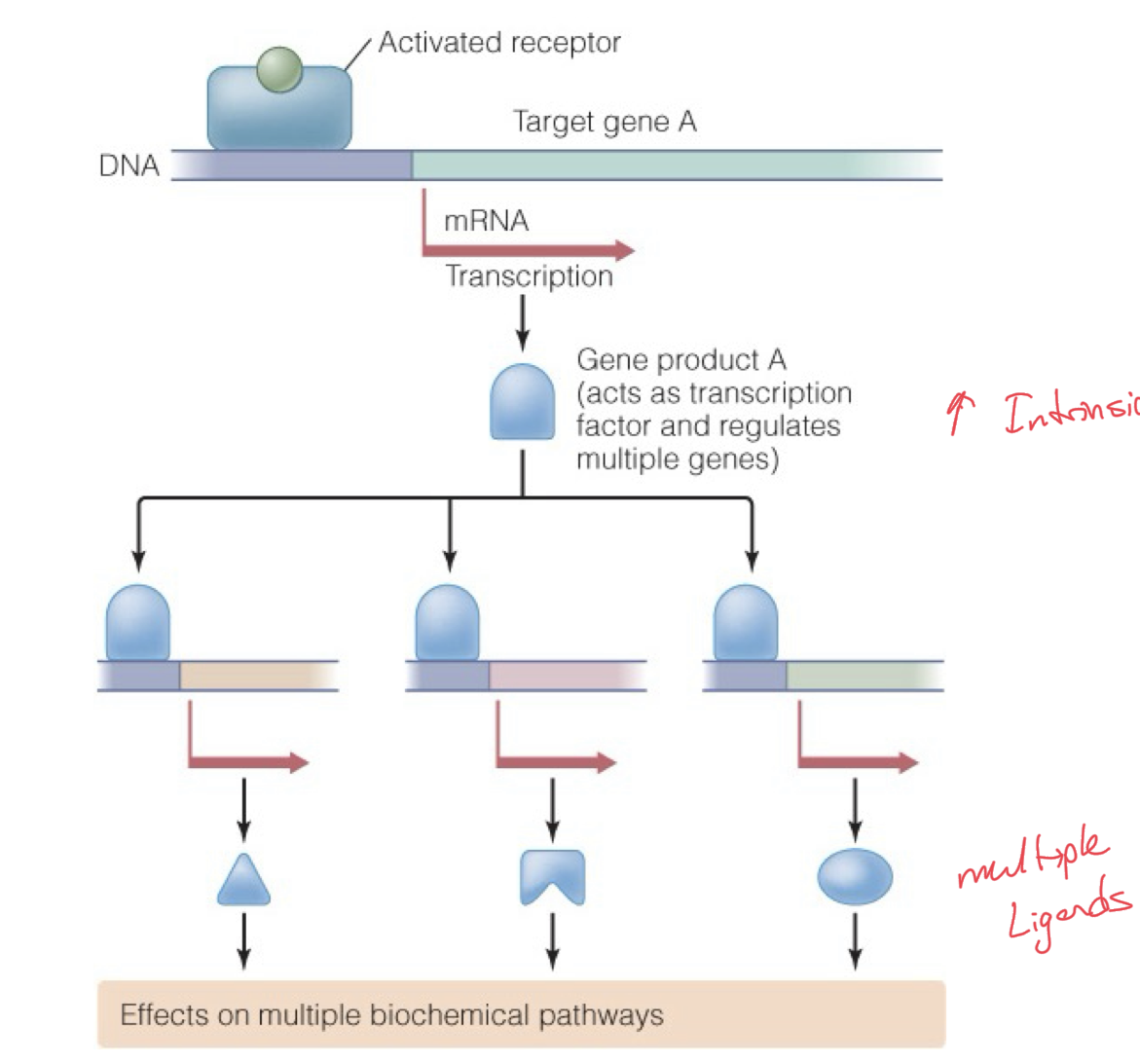 <p>An activated intracellular receptor will trigger transcription factors which could increase gene expression of a gene. </p><p>This gene could in turn be transcribed into mRNA for more transcription factors, which will then go on to regulate transcription of even more diverse regions of DNA. </p><p>This could continue or they could end up producing multiple ligands. </p><p>Widespread effect of transcription from one DNA region. </p>