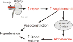 <p>atherosclerosis in renal artery causes kidney to interpret dangerous state.</p><p>increases renin production --> increased angiotensin I and II --> increased aldosterone</p>