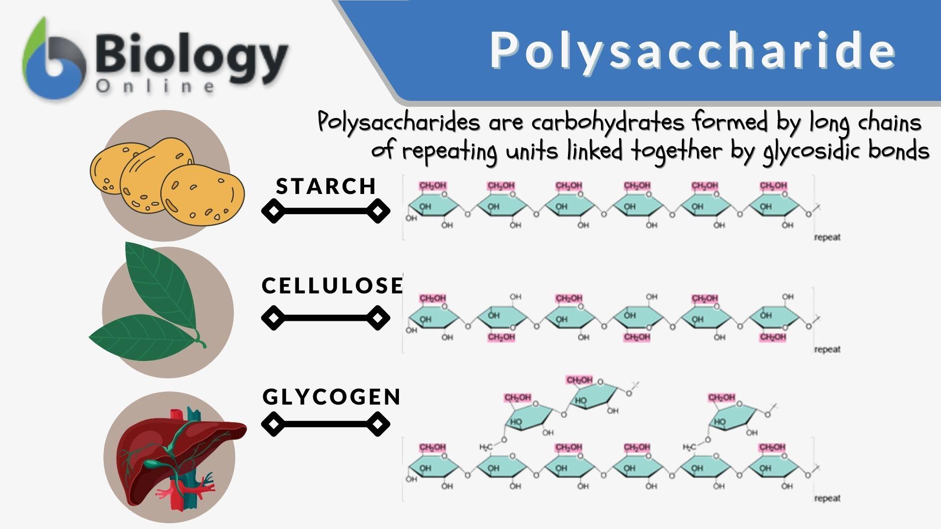 Very large carbohydrate formed by condensation of many monosaccharides (removing water). Examples: starch, glycogen, cellulose.