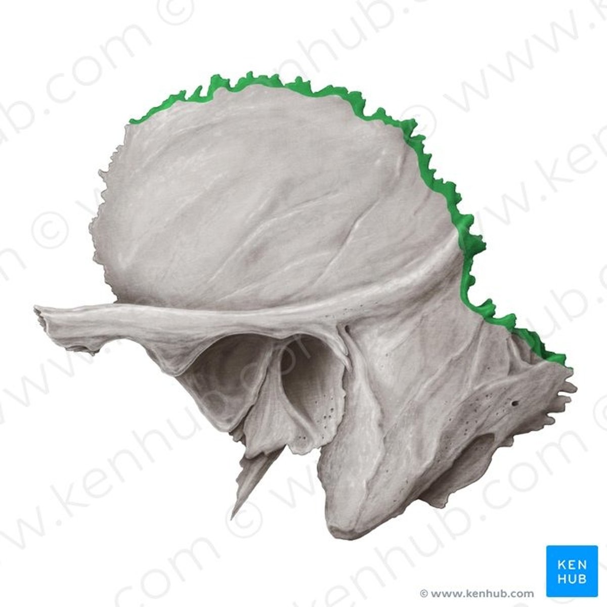 knowt flashcard image