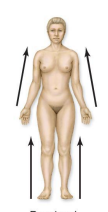 <p>Proximal</p>