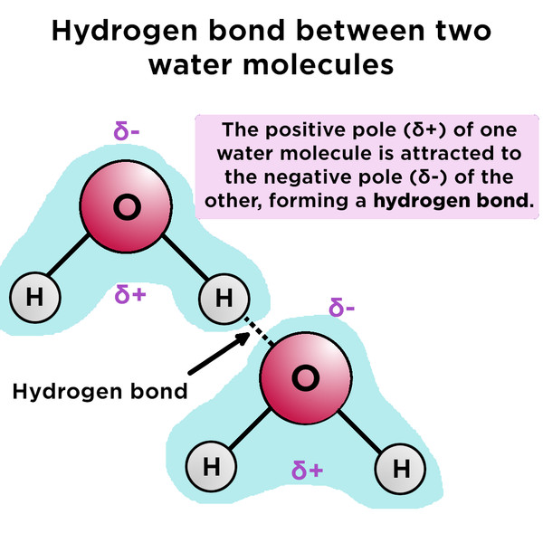<p>A weak electrostatic attraction between a partially positive hydrogen atom and a partially negative atom—such as oxygen or nitrogen—on a neighboring molecule or another part of the same molecule</p><ul><li><p>Weak Individually, Strong Collectively</p></li></ul><p></p>