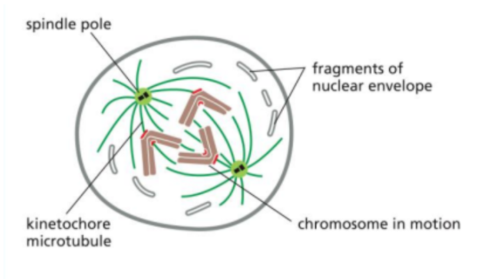 <ul><li><p><span style="background-color: transparent;">The second stage of mitosis.</span></p></li><li><p><span style="background-color: transparent;">It begins with the breakdown of the nuclear envelope.</span></p></li><li><p><span style="background-color: transparent;">This allows spindle microtubules to access the chromosomes and attach to them at structures called kinetochores, which are located at the centromeres.</span></p></li></ul><p></p>