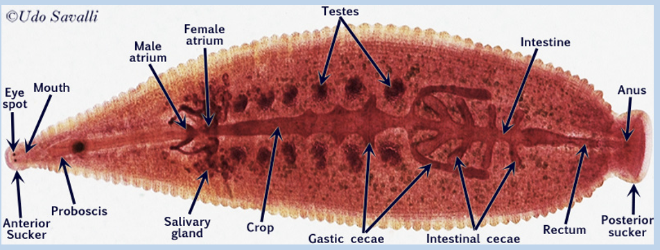 <p>Part of the annelida phylum</p><p>These are parasitic and feed primarily on vertebrates</p><p>To make sure hosts don’t sense their presence, they release an <strong>anesthetic</strong> in their saliva, and to avoid blood clots while feeding, they release a <strong>blood thinner/anticoagulant</strong> </p><p>Posterior sucker is larger and more cup-shaped than anterior, cross-section shows testes are punctuate dots</p>