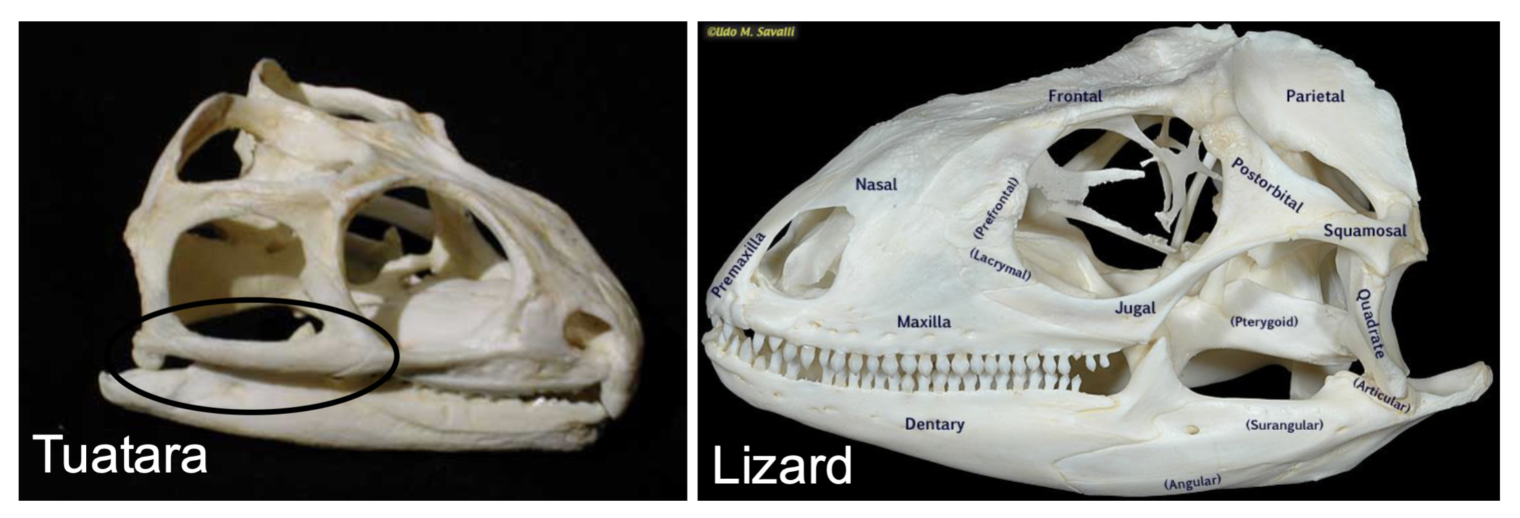 <p>contains lizards and snakes</p><p>Synapomorphies of squamates:</p><p>• Loss of quadratojugal bone</p><p>• Hemipenes</p><p>Worldwide except Antarctica </p><p>most terrestrial </p><p>most carnivorous </p><p>most oviparous </p>