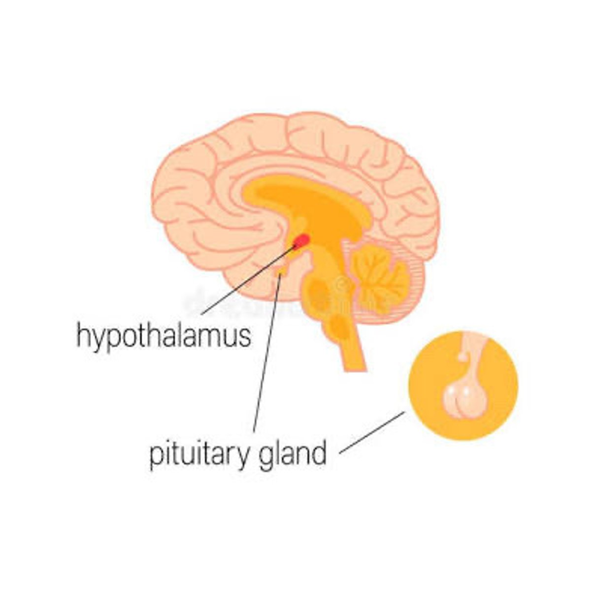 <p>Controls homeostasis & hormones</p>