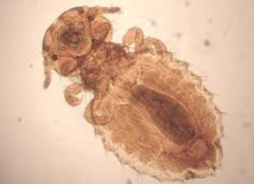 <p>what is it (scientific name - cat)</p>