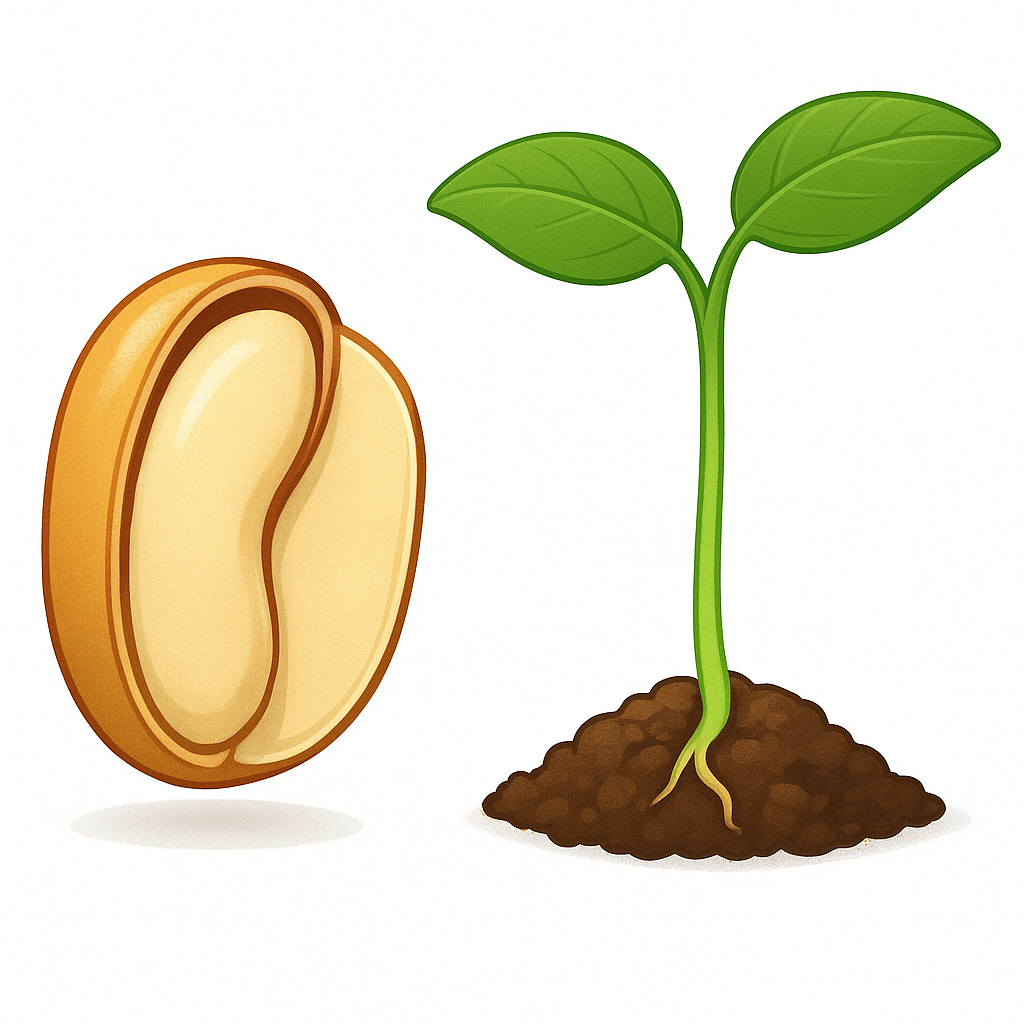 <p>A flowering plant that produces seeds with two cotyledons.</p>