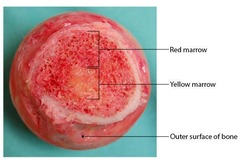 <p>Increased enlargement of muscle fiber cross-sectional area following training.</p>