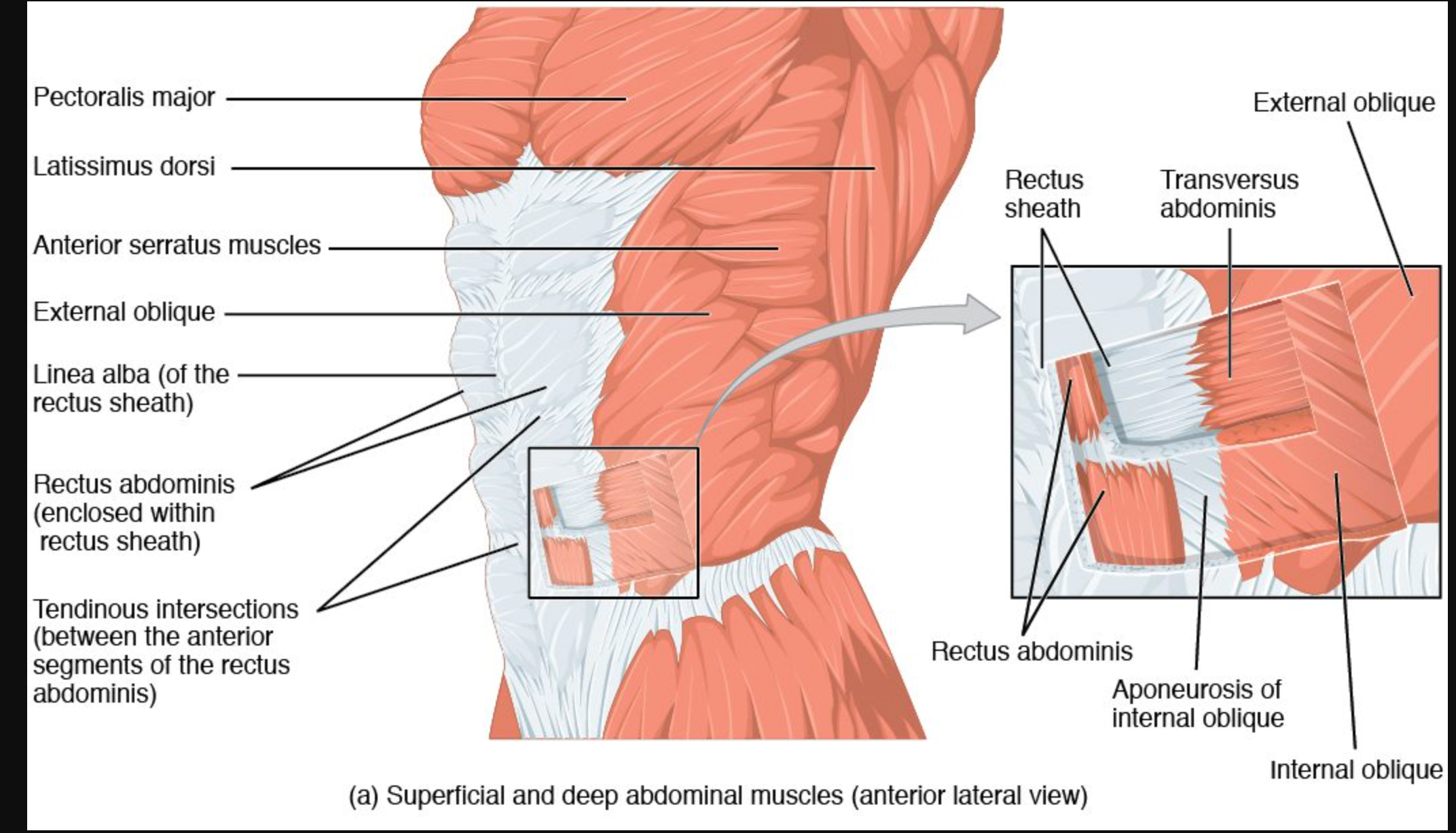 <p>external oblique</p>
