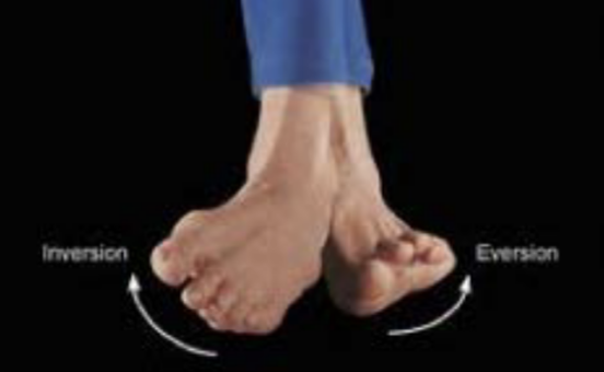 <p>Inversion and eversion</p>