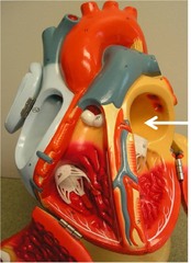 <p>Identify the structure</p>