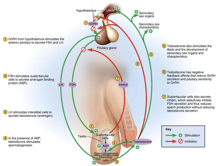 <ul><li><p>Testosterone: negatively inhibits LH in TWO ways</p></li><li><p><strong>Acts</strong> on the <strong>hypothalamus</strong></p><ul><li><p><u>inhibits GnRH</u></p></li><li><p><u>Indirectly decreases LH and FSH secretion</u> by the anterior pituitary</p></li></ul></li><li><p><strong>Acts directly on the anterior pituitary</strong></p><ul><li><p>Reduces response of LH secretory cells to GnRH</p></li></ul></li><li><p>Exerts a greater inhibitory effect on LH than FSH</p></li></ul><p></p>