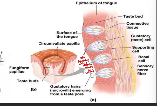 <p>∙ Gustatory cells are the chemoreceptors</p><p>∙ Have gustatory hairs (long microvilli)</p><p>∙Hairs are stimulated by chemicals dissolved in saliva</p><p>∙ Impulses are carried to the gustatory complex (parietal lobe) by several cranial nerves because taste buds are found in different areas</p>