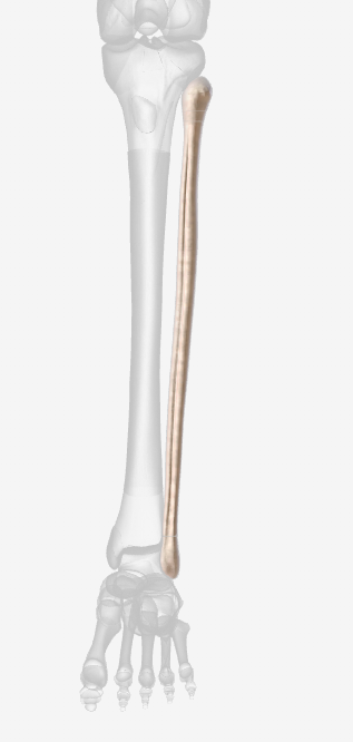 <p>Which bone is this? (left)</p>