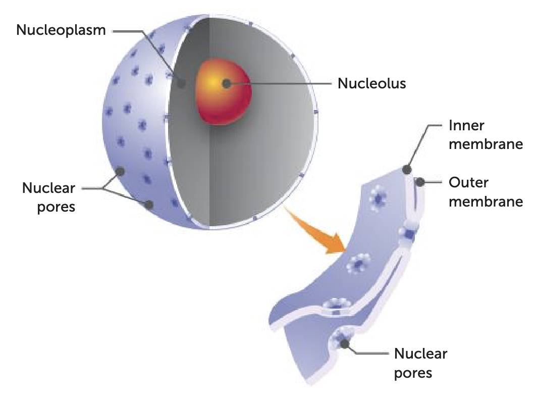 <p><span style="color: green;"><strong>nucleolus function</strong></span></p>