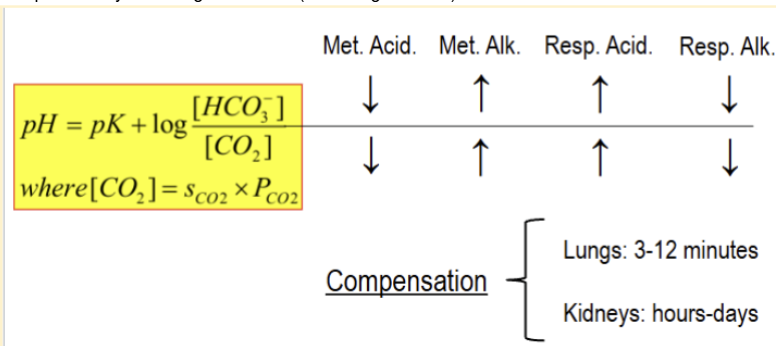 <p>lungs will compensate by releasing less CO2 (breathing slows)</p>