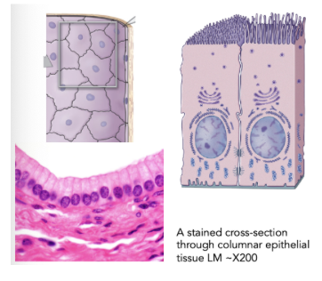 <p>what tissue type</p>