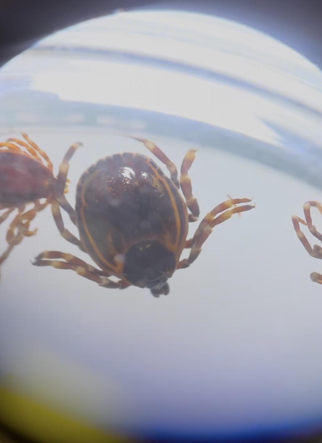 <p>What tick species is this </p>