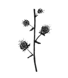 <ul><li><p>elongated type of inflorescence with individual flowers attached to a central stalk by a flower stem (pedicel)</p></li></ul><p></p>