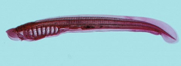 <p>This image shows the reproductive system of lampreys in class Agnatha. The ammocoetes larva are similar to ______ (Subphylum Cephalochordata).</p>