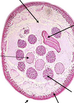 <p>what, sex</p>
