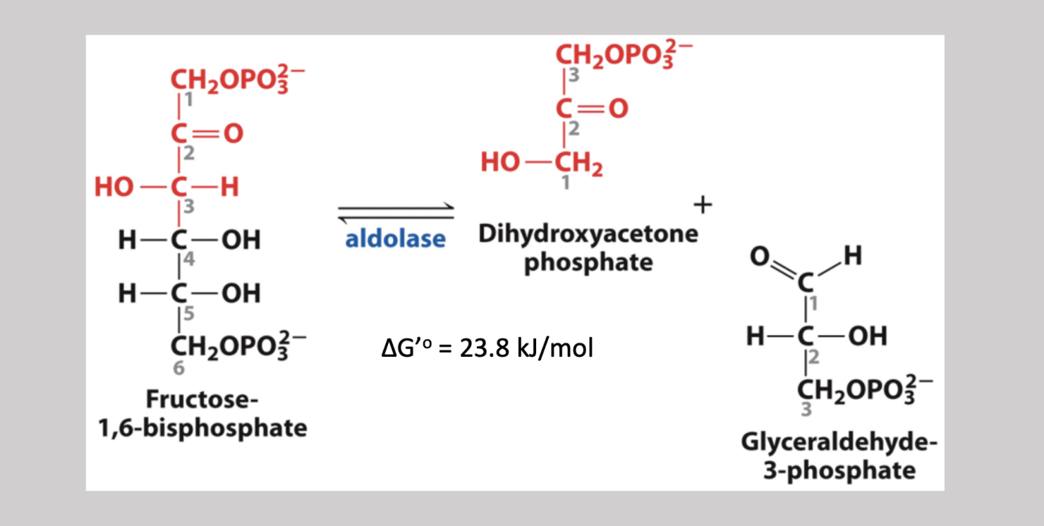 <p>Fourth step reversible pathway since reactants are low in the cell that severs fructose-1,6-biphosphate into two 3 carbon sugars → dihydroxyacetone (ketone), and glyceraldehyde-3-phosphate (aldehyde)</p>