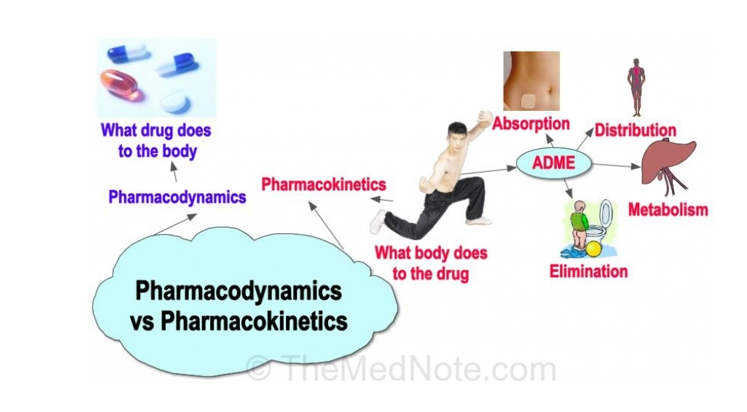 <ul><li><p>what the drug does to your body vs what the body does to the drug</p></li></ul><p></p>