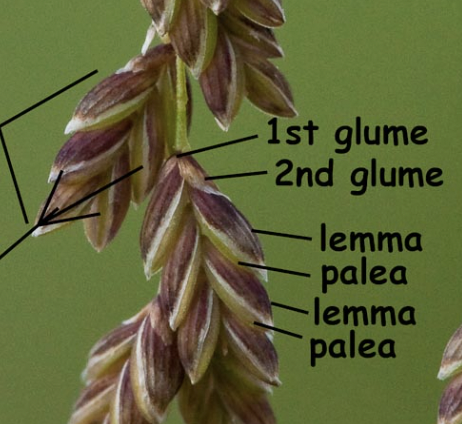 <p>inflorescence type; specialized unit of inflorescences in grasses, sedges, and rushes (Poaceae, Cyperaceae, Juncaceae)</p>