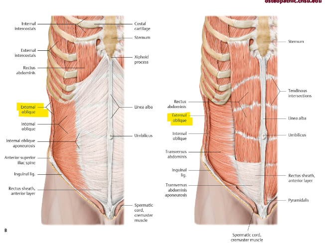 <p>what is the function of the external oblique? origin and insertion? fibers</p>