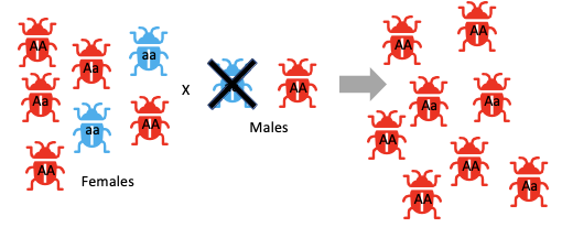 <ul><li><p>Random evolutionary process that impacts <strong>small populations</strong> the most.</p><ul><li><p>Why? Chance events have a proportionately larger impact on their smaller gene pools, leading to rapid, significant shifts in allele frequencies.</p></li></ul></li></ul><ul><li><p>Is a process of random changes in allele frequencies over generations</p><ul><li><p>This impacts the ratio of deleterious vs beneficial alleles. </p></li><li><p><span>In <u>small populations</u>, advantageous alleles might be lost, and harmful ones spread. </span></p><ul><li><p><span>Blue little a allele is starting to be removed over time if the only male breeder is the red beetle.</span></p></li></ul></li></ul></li></ul><p></p>