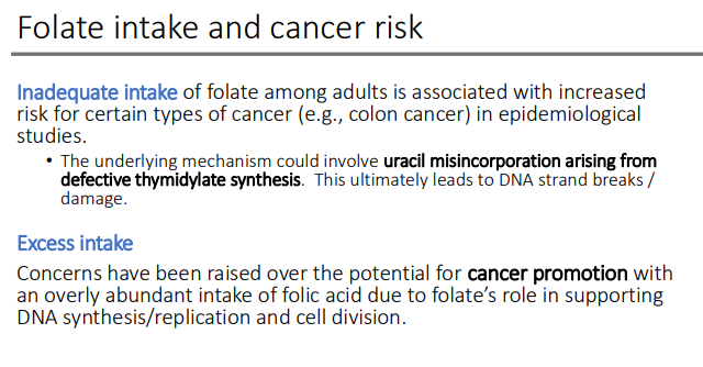 <p>cancer promotion; </p><p>DNA synthesis/replication and cell division</p>