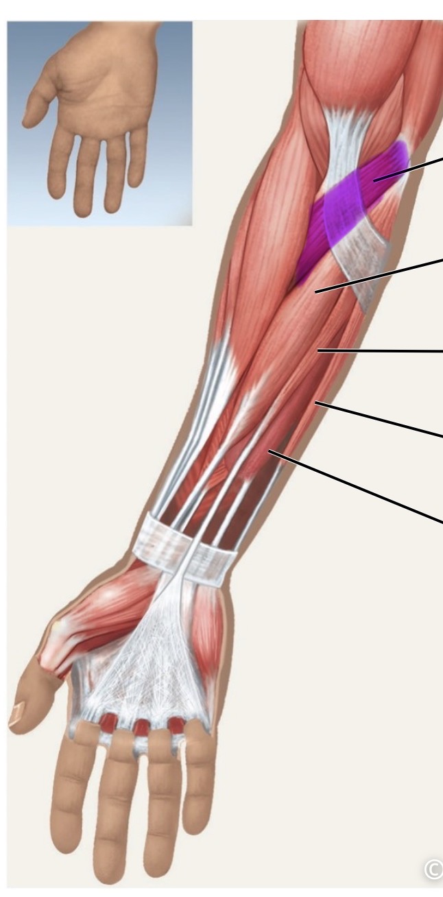 <p>anterior</p>
